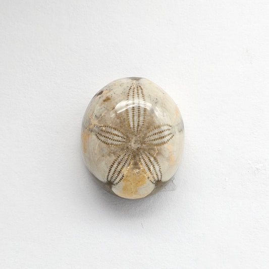 Sea Urchin (Sand Dollar) Fossil Cabochon – Mexican Echinoid