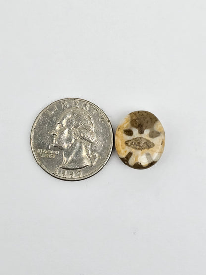 Sea Urchin (Sand Dollar) Fossil Cabochon – Mexican Echinoid