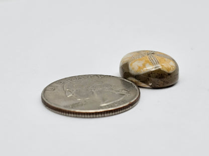 Sea Urchin (Sand Dollar) Fossil Cabochon – Mexican Echinoid