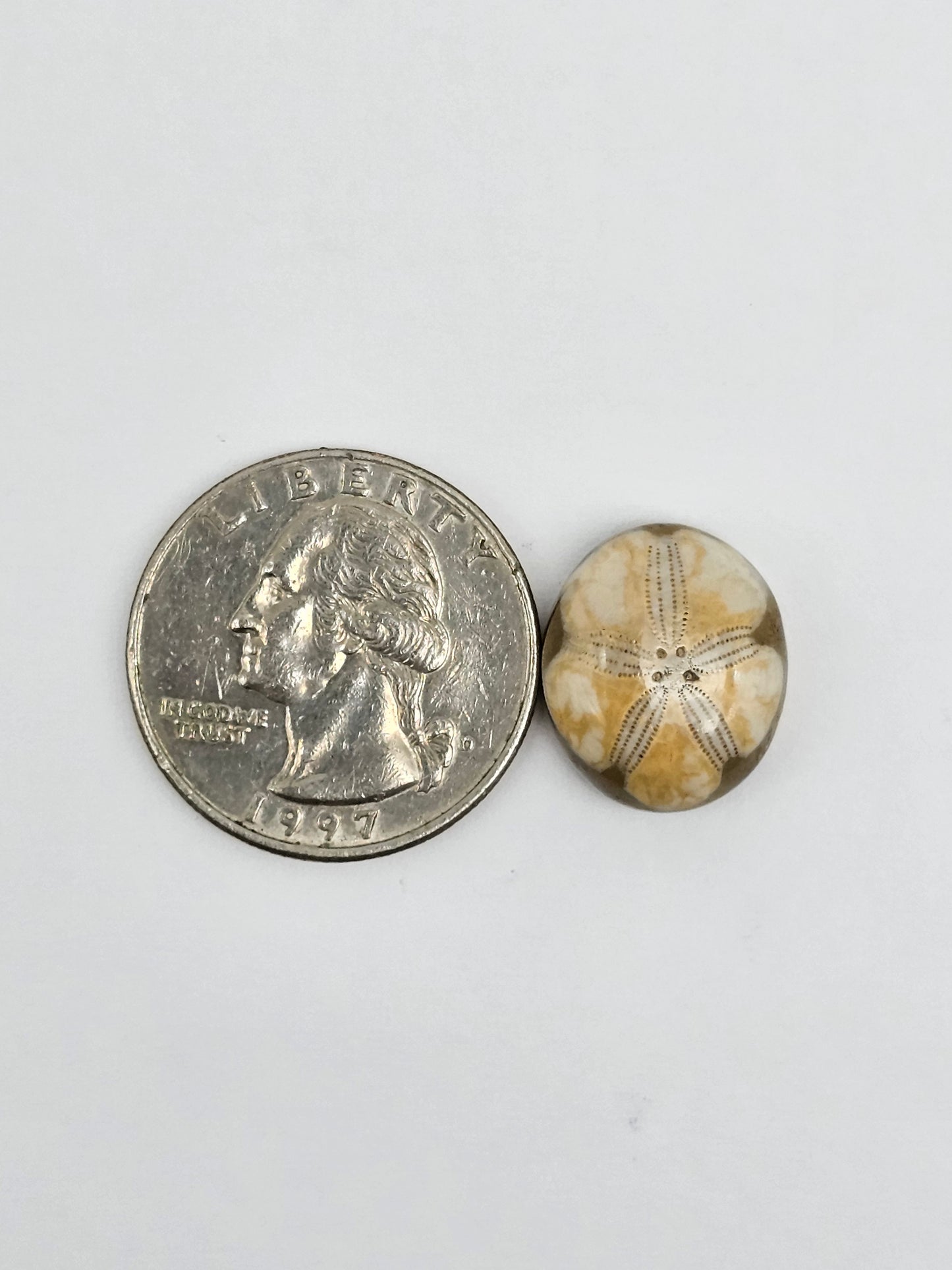 Sea Urchin (Sand Dollar) Fossil Cabochon – Mexican Echinoid