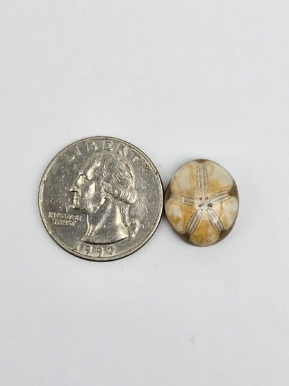 Sea Urchin (Sand Dollar) Fossil Cabochon – Mexican Echinoid