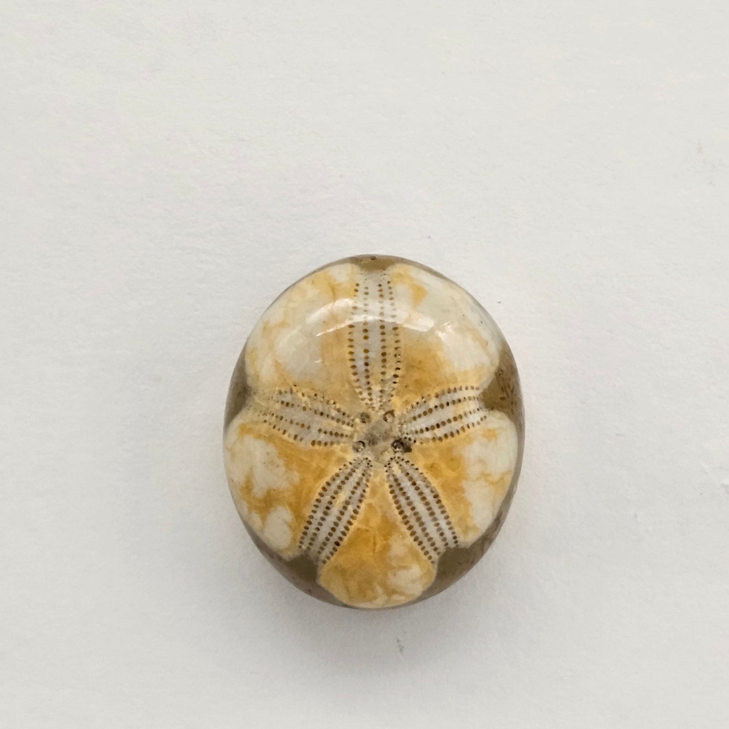 Sea Urchin (Sand Dollar) Fossil Cabochon – Mexican Echinoid