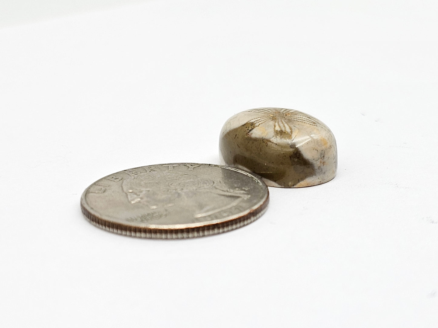 Sea Urchin (Sand Dollar) Fossil Cabochon – Mexican Echinoid