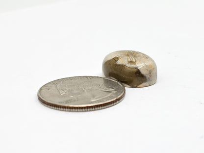Sea Urchin (Sand Dollar) Fossil Cabochon – Mexican Echinoid