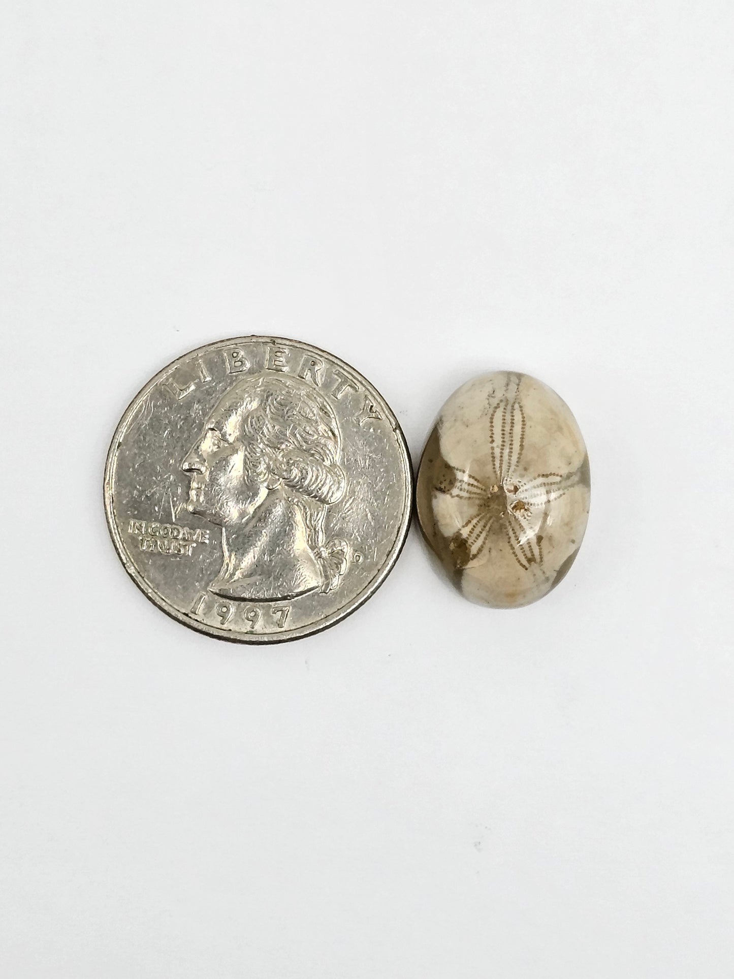 Sea Urchin (Sand Dollar) Fossil Cabochon – Mexican Echinoid