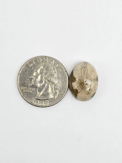Sea Urchin (Sand Dollar) Fossil Cabochon – Mexican Echinoid