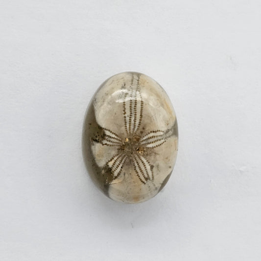Sea Urchin (Sand Dollar) Fossil Cabochon – Mexican Echinoid