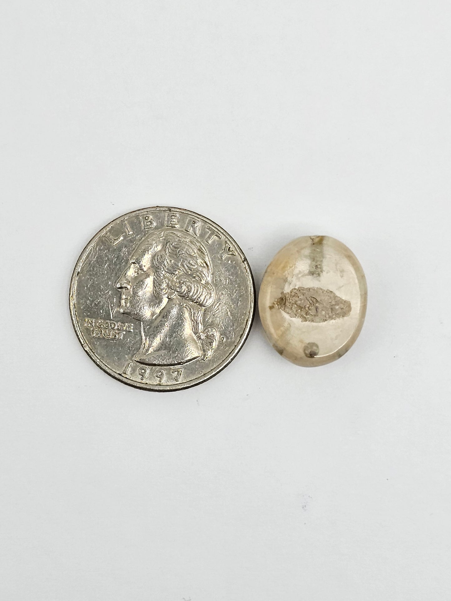 Sea Urchin (Sand Dollar) Fossil Cabochon – Mexican Echinoid
