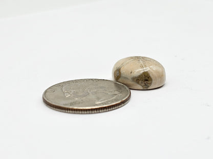 Sea Urchin (Sand Dollar) Fossil Cabochon – Mexican Echinoid