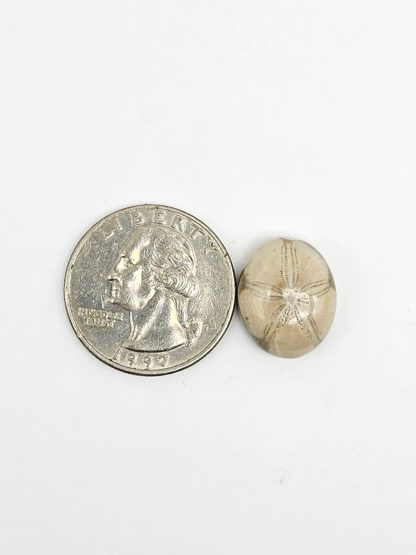 Sea Urchin (Sand Dollar) Fossil Cabochon – Mexican Echinoid