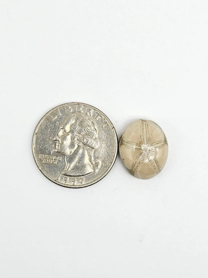 Sea Urchin (Sand Dollar) Fossil Cabochon – Mexican Echinoid