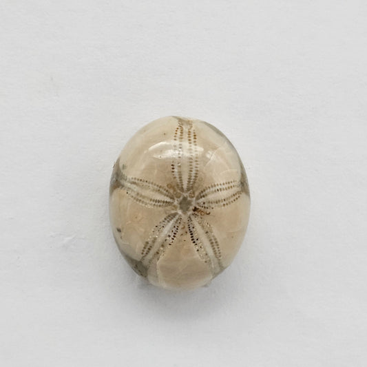 Sea Urchin (Sand Dollar) Fossil Cabochon – Mexican Echinoid