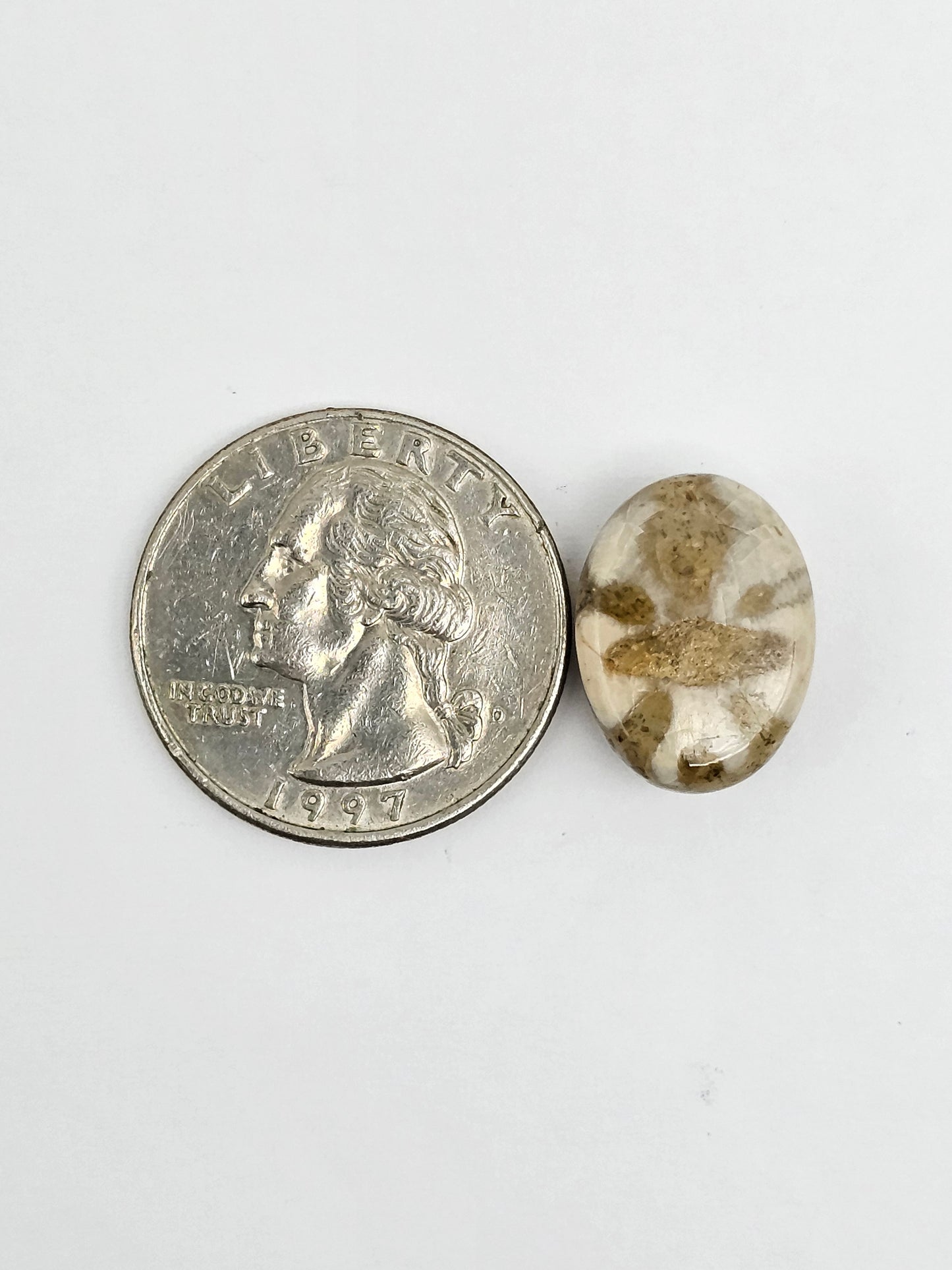 Sea Urchin (Sand Dollar) Fossil Cabochon – Mexican Echinoid