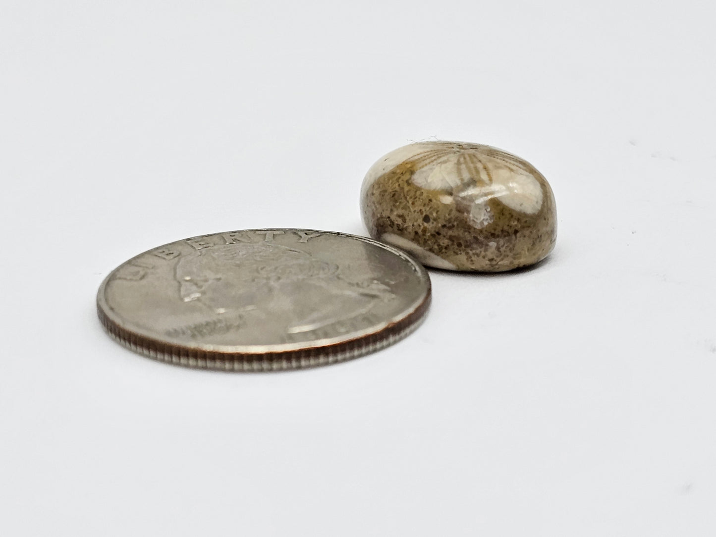Sea Urchin (Sand Dollar) Fossil Cabochon – Mexican Echinoid