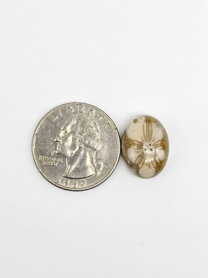 Sea Urchin (Sand Dollar) Fossil Cabochon – Mexican Echinoid