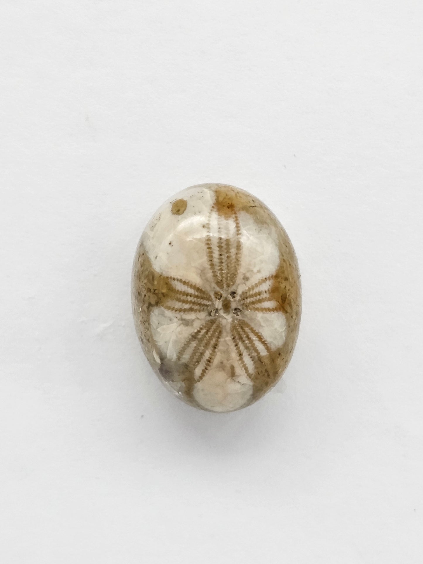 Sea Urchin (Sand Dollar) Fossil Cabochon – Mexican Echinoid