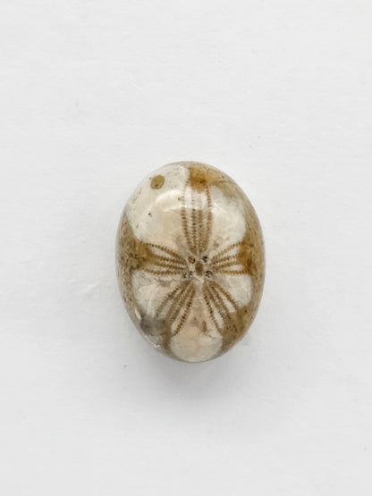 Sea Urchin (Sand Dollar) Fossil Cabochon – Mexican Echinoid