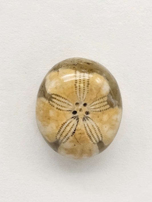 Sea Urchin (Sand Dollar) Fossil Cabochon – Mexican Echinoid