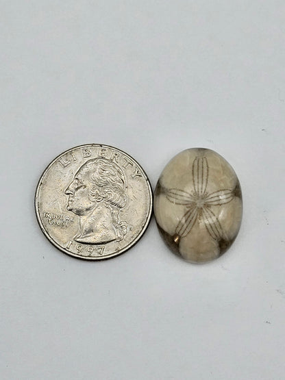 Sand dollar fossil medium