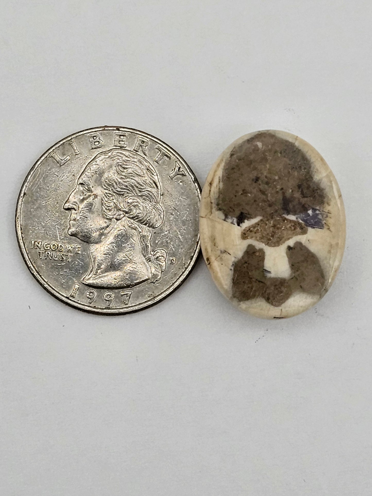 Sand dollar fossil medium