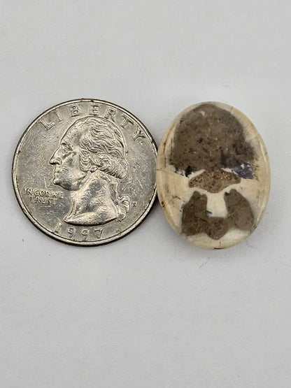 Sand dollar fossil medium