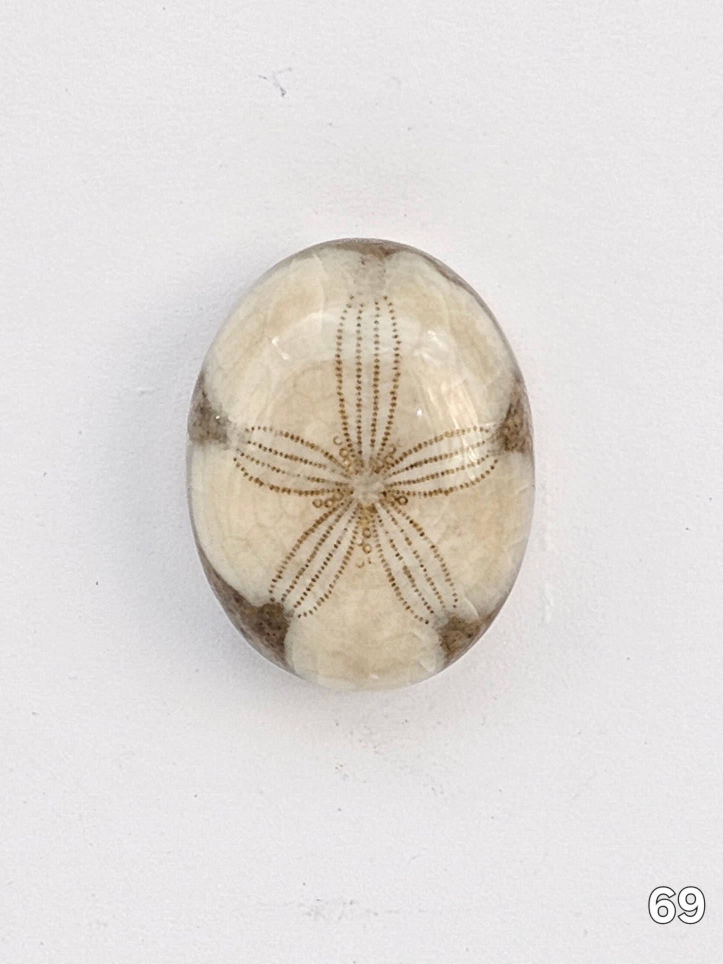 Sand dollar fossil medium