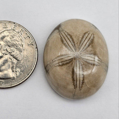 Sand Dollar fossil large