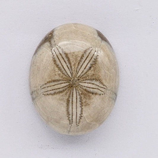 Sand Dollar fossil large