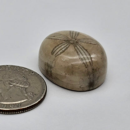 Sand Dollar fossil large