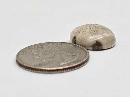 Sea Urchin (Sand Dollar) Fossil Cabochon – Mexican Echinoid