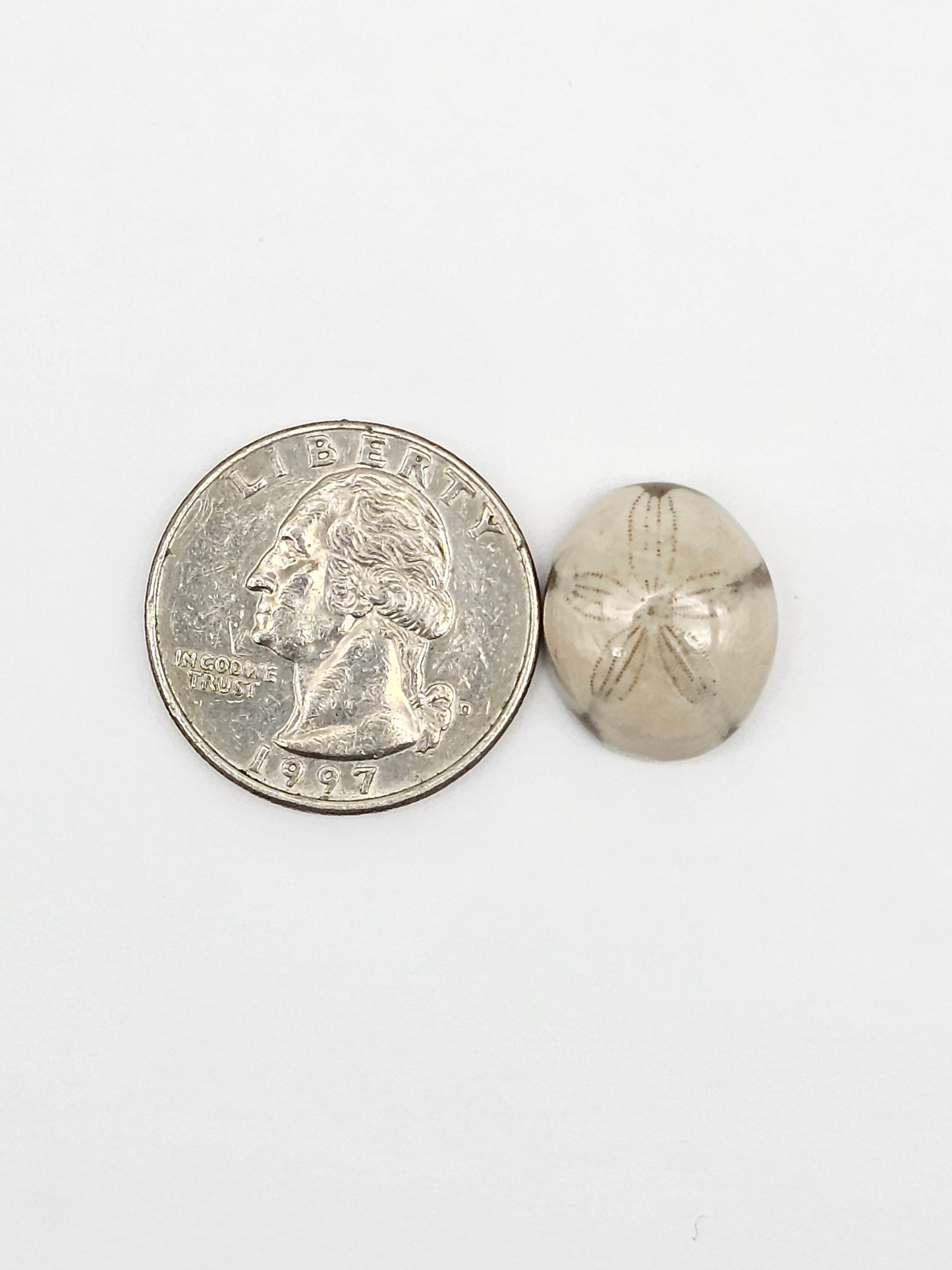 Sea Urchin (Sand Dollar) Fossil Cabochon – Mexican Echinoid