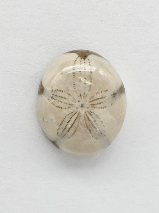 Sea Urchin (Sand Dollar) Fossil Cabochon – Mexican Echinoid
