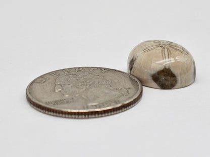 Sea Urchin (Sand Dollar) Fossil Cabochon – Mexican Echinoid