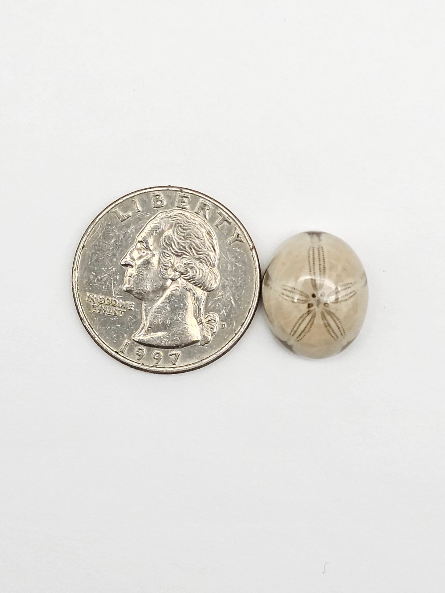 Sea Urchin (Sand Dollar) Fossil Cabochon – Mexican Echinoid