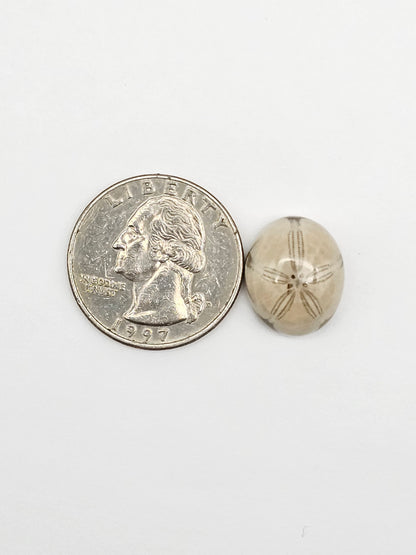 Sea Urchin (Sand Dollar) Fossil Cabochon – Mexican Echinoid