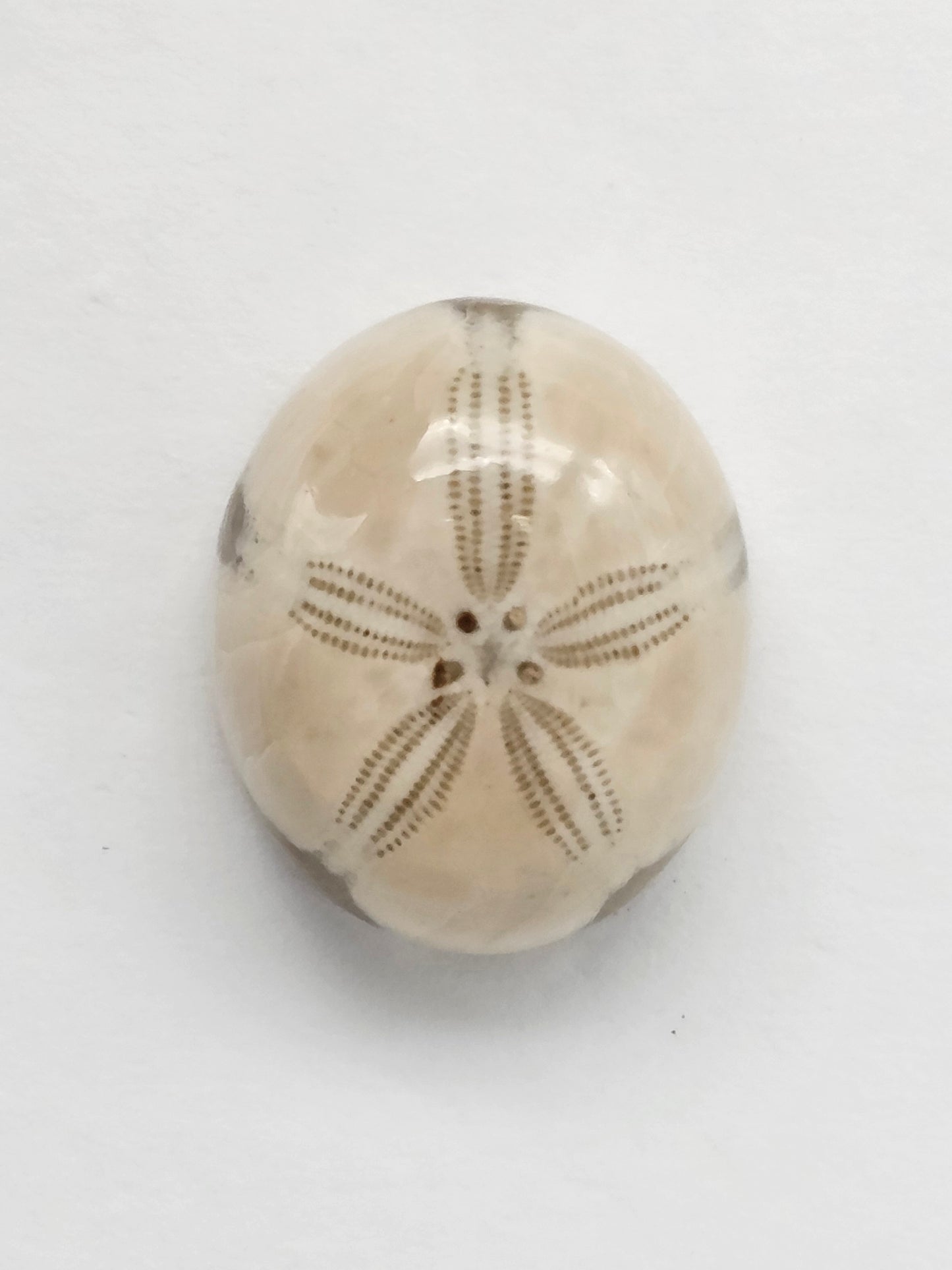 Sea Urchin (Sand Dollar) Fossil Cabochon – Mexican Echinoid