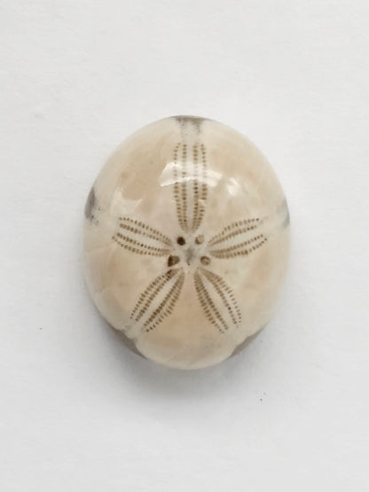 Sea Urchin (Sand Dollar) Fossil Cabochon – Mexican Echinoid
