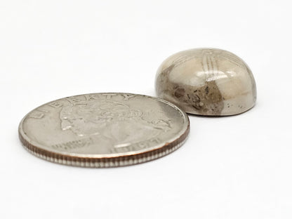 Sea Urchin (Sand Dollar) Fossil Cabochon – Mexican Echinoid