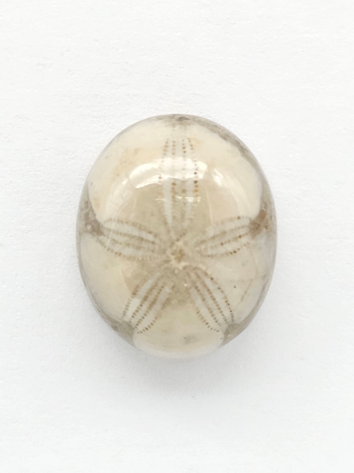 Sea Urchin (Sand Dollar) Fossil Cabochon – Mexican Echinoid