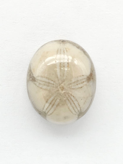 Sea Urchin (Sand Dollar) Fossil Cabochon – Mexican Echinoid