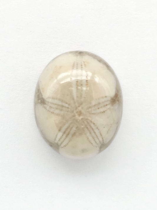 Sea Urchin (Sand Dollar) Fossil Cabochon – Mexican Echinoid