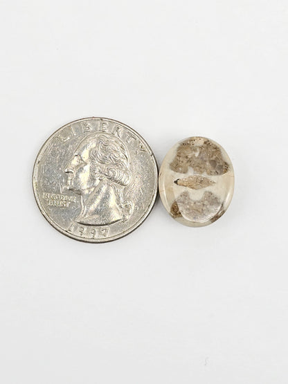 Sea Urchin (Sand Dollar) Fossil Cabochon – Mexican Echinoid