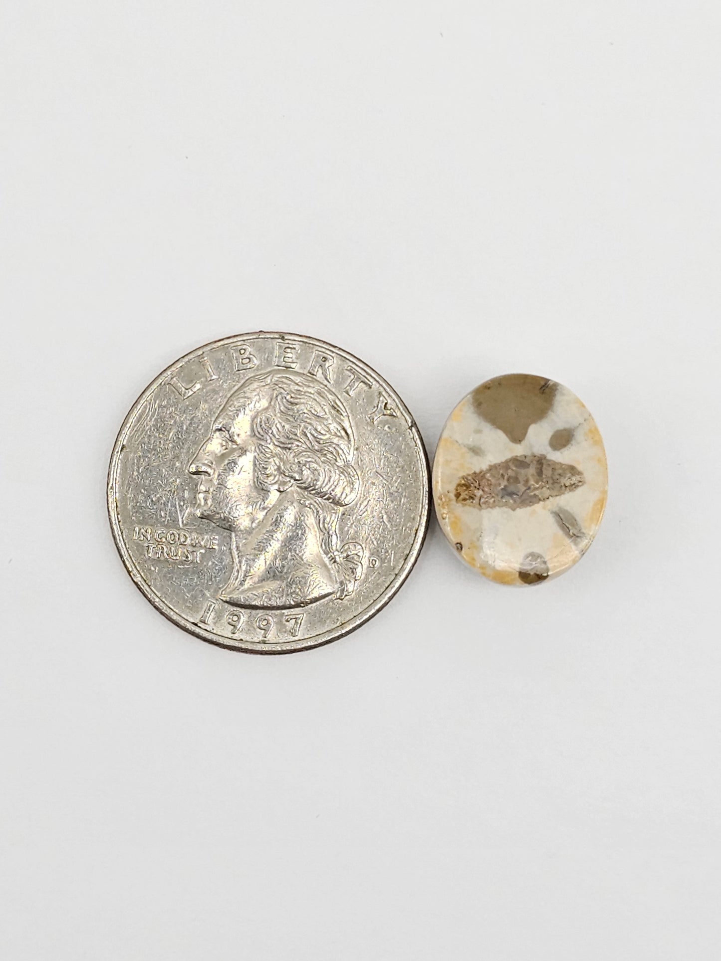 Sea Urchin (Sand Dollar) Fossil Cabochon – Mexican Echinoid