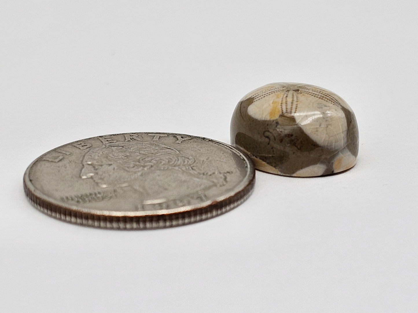 Sea Urchin (Sand Dollar) Fossil Cabochon – Mexican Echinoid