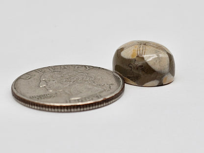 Sea Urchin (Sand Dollar) Fossil Cabochon – Mexican Echinoid