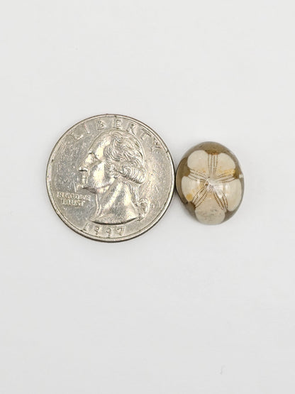 Sea Urchin (Sand Dollar) Fossil Cabochon – Mexican Echinoid