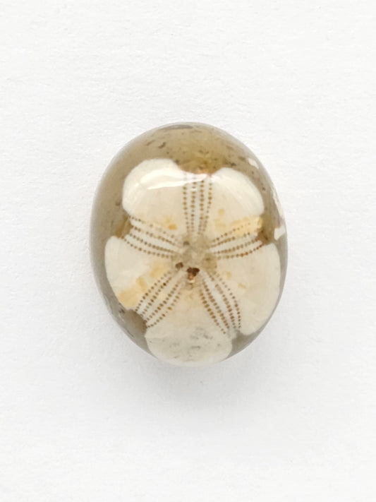 Sea Urchin (Sand Dollar) Fossil Cabochon – Mexican Echinoid