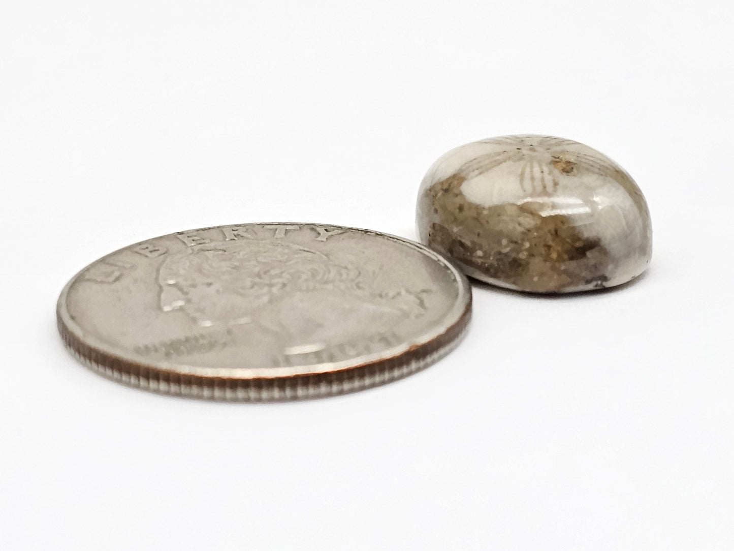 Sea Urchin (Sand Dollar) Fossil Cabochon – Mexican Echinoid