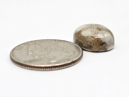 Sea Urchin (Sand Dollar) Fossil Cabochon – Mexican Echinoid