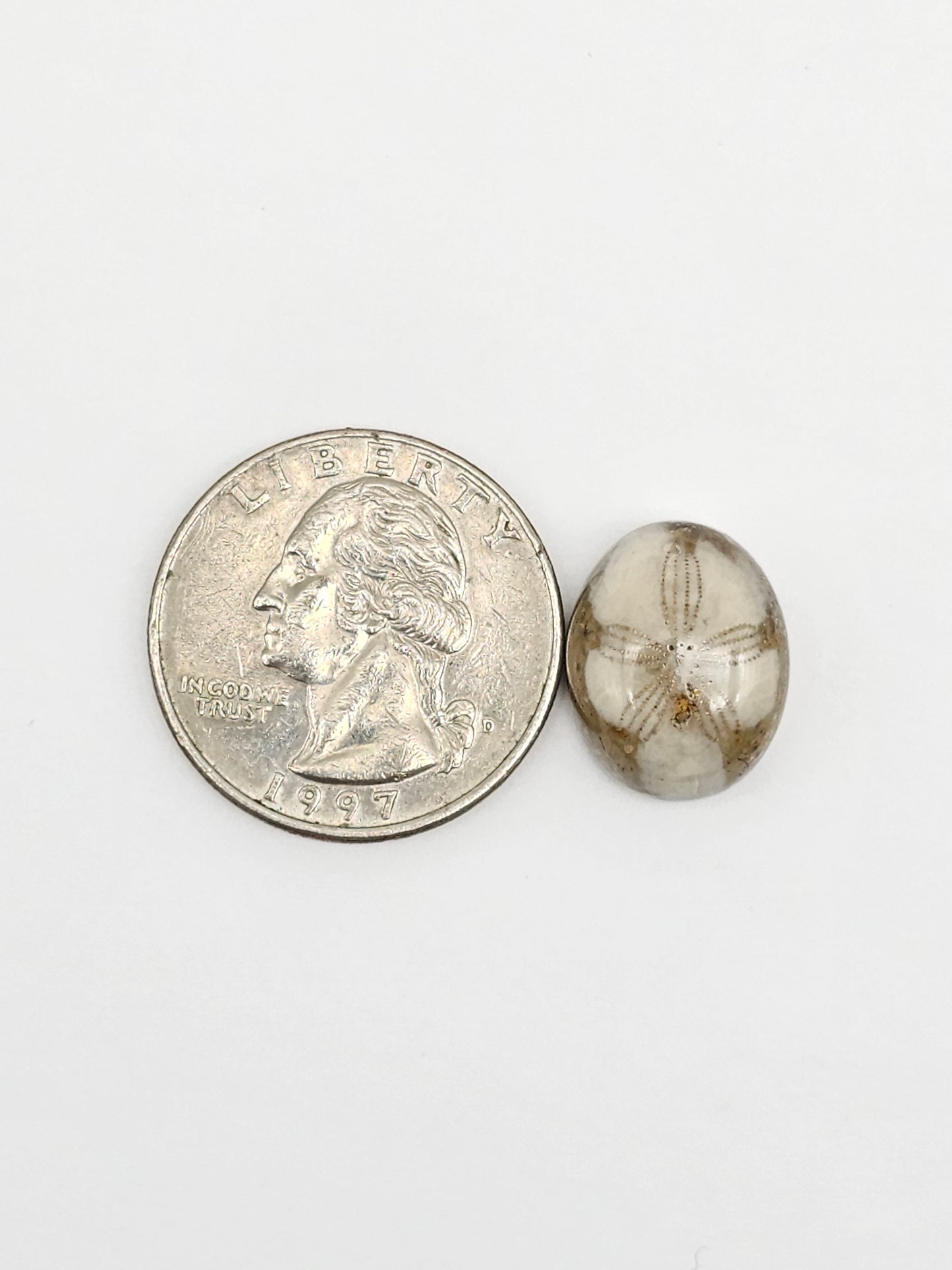 Sea Urchin (Sand Dollar) Fossil Cabochon – Mexican Echinoid